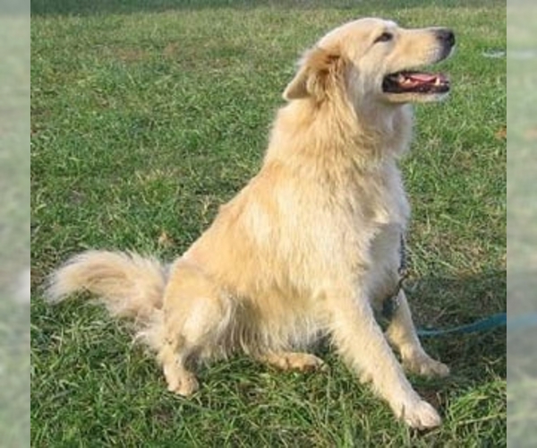 Image of Goberian Breed