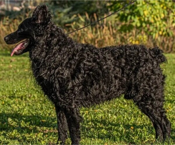 Medium Photo #1 Croatian Sheepdog Dog Breed