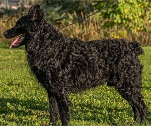 Image of Croatian Sheepdog breed