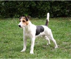 Small #6 Breed Parson Russell Terrier image
