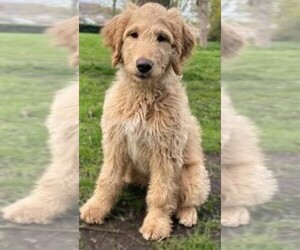 Ploodle puppies for sale and Ploodle dogs for adoption