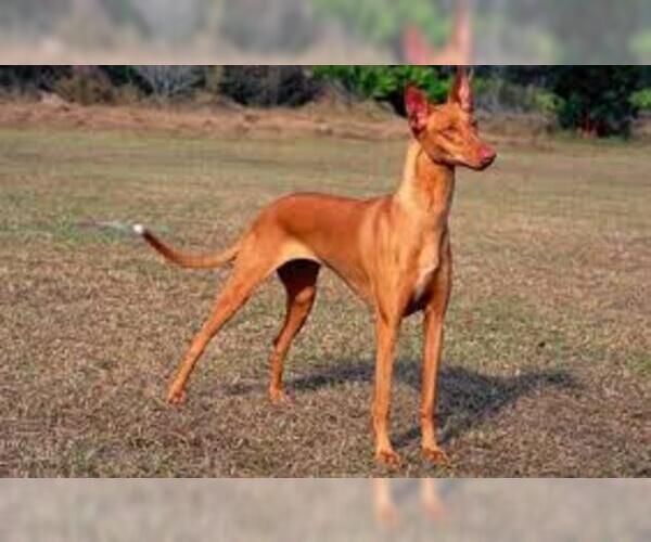 Pharaoh Hound Breed Information and Pictures on ...