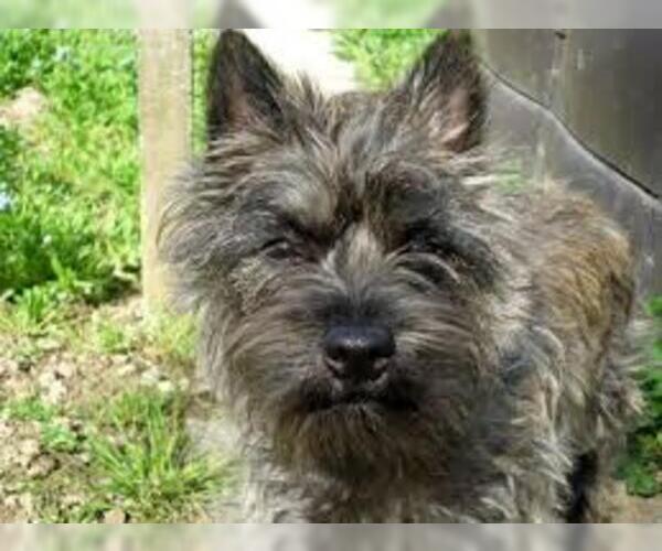Full screen Photo #2 Cairn Terrier Dog Breed