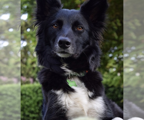 Medium Photo #1 Schipper-Collie Dog Breed