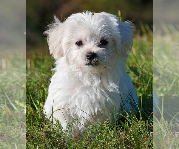 Medium Photo #1 Maltese Terrier Dog Breed