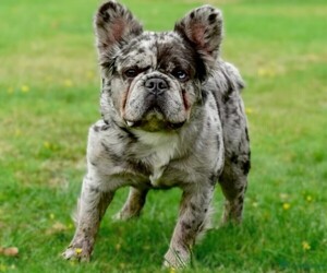 Samll image of Maltese French Bulldog