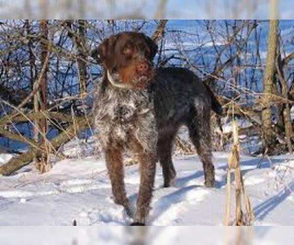 Medium Photo #4 Wirehaired Pointing Griffon Dog Breed