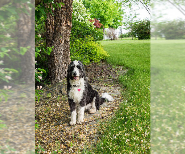Medium Photo #2 Aussiedoodle Dog Breed