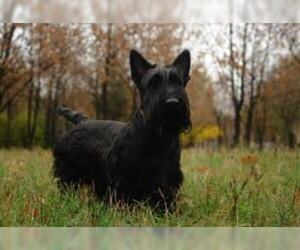 Small #5 Breed Scottish Terrier image