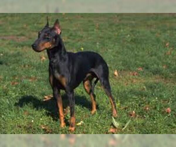 Medium Photo #2 Manchester Terrier (Standard) Dog Breed