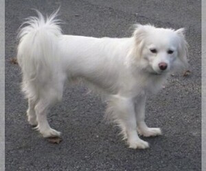 Image of Coton Eskimo breed
