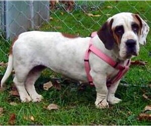 Image of Basset Saint breed