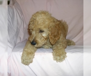 Small Photo #1 Goldendoodle Dog Breed