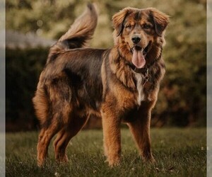 Samll image of Golden Mountain Dog
