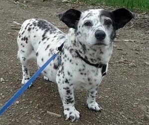 Image of Corgimations breed