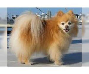 Small Photo #6 Pomeranian Dog Breed