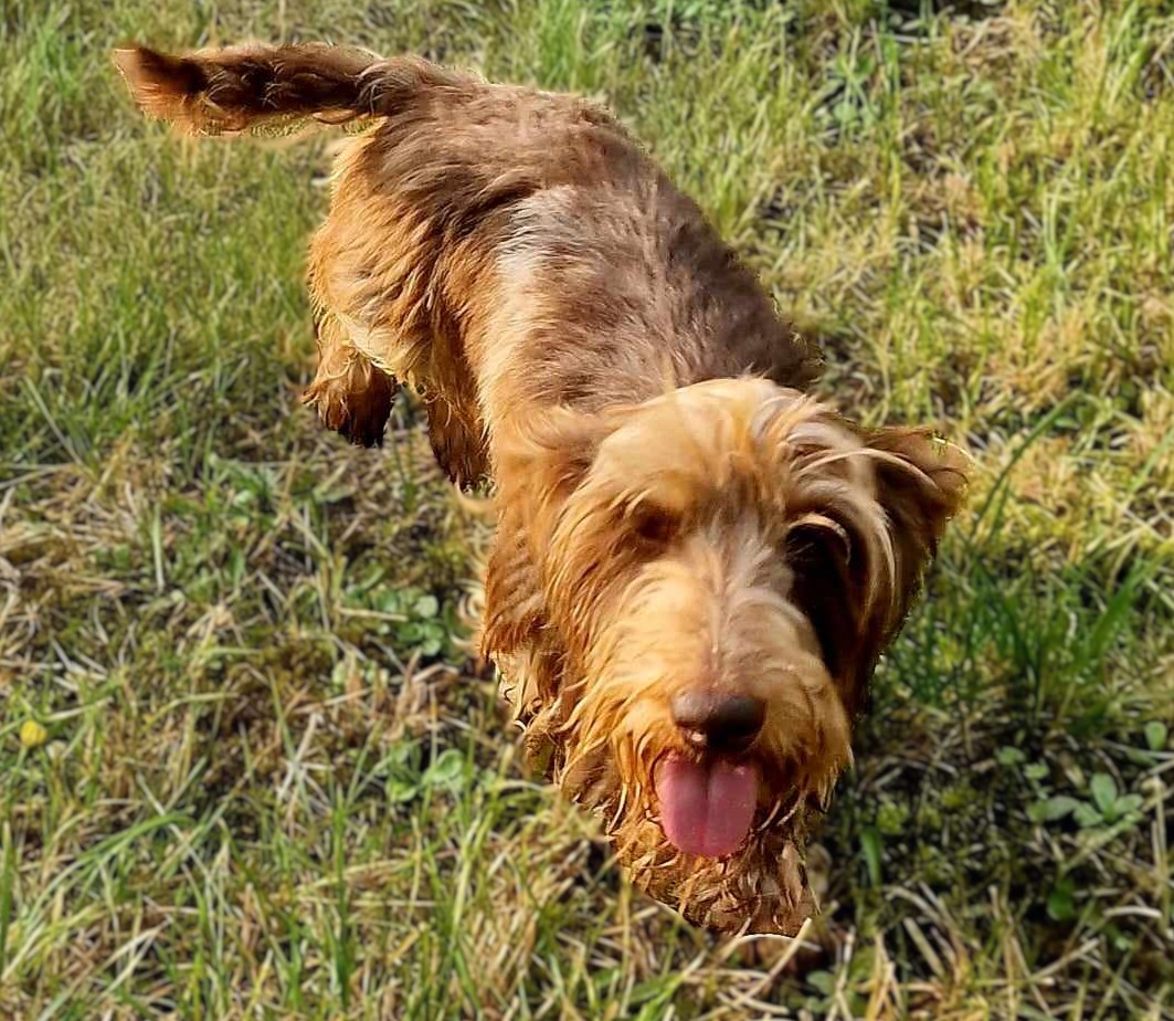 Medium Photo #1 Dach-Griffon Dog Breed