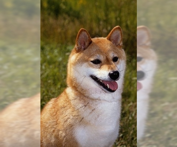 Image of Shiba Inu Breed