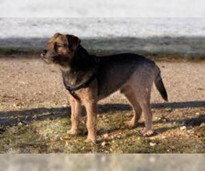 Small #3 Breed Border Terrier image