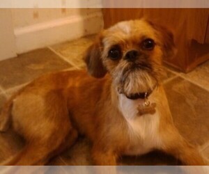 Image of Brussalier breed