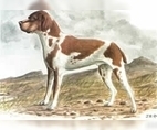 Image of Breed Group Gun Dog