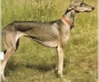 Image of Breed Group Northern/Sighthound