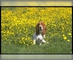 Image of Breed Group Hound