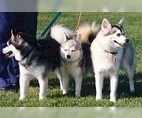 Image of Breed Group Nordic