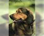 Image of Breed Group Scenthound
