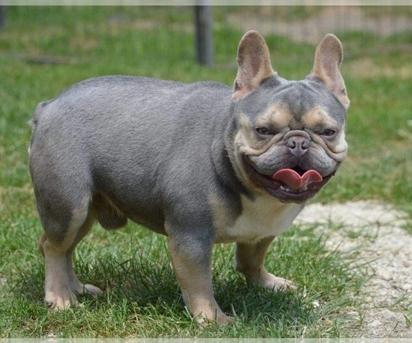 Medium Photo #1  Breeder Profile in Celldomolk, Vas, Hungary