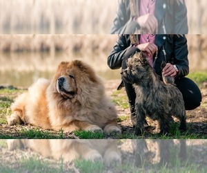 Chow Chow Dog Breeder near Targu-Mures, Mures, Romainia