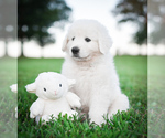Small #9 Breeder Profile image