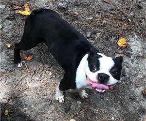 Boston Terrier Dog Breeder near NEWBURY, MA, USA
