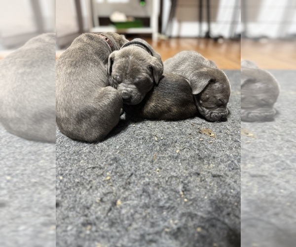 Medium Photo #22  Breeder Profile in LAURINBURG, NC, USA