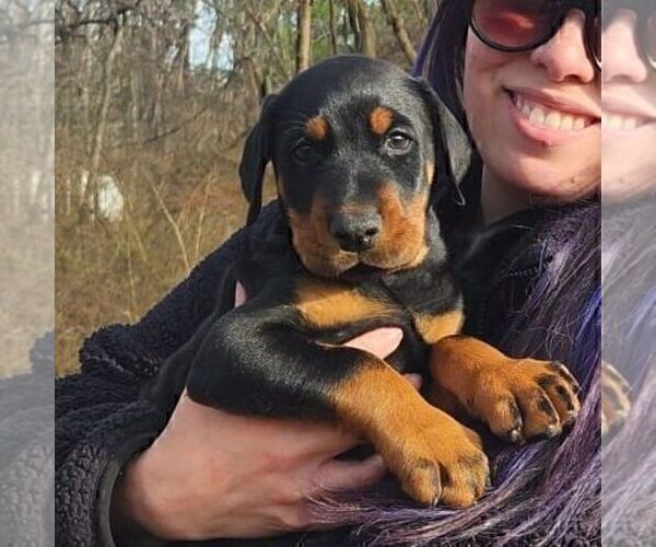 Medium Photo #51  Breeder Profile in FORT LAUDERDALE, FL, USA