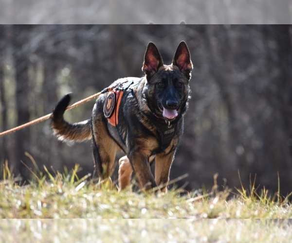 Medium Photo #1  Breeder Profile in COLUMBIA, MO, USA