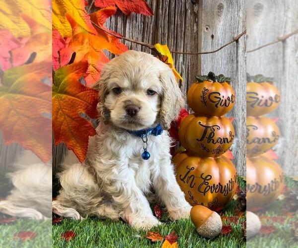 Medium Photo #59  Breeder Profile in Aylmer, Ontario, Canada