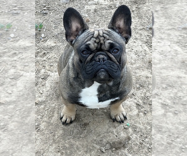 Medium Photo #1  Breeder Profile in HIGBEE, MO, USA