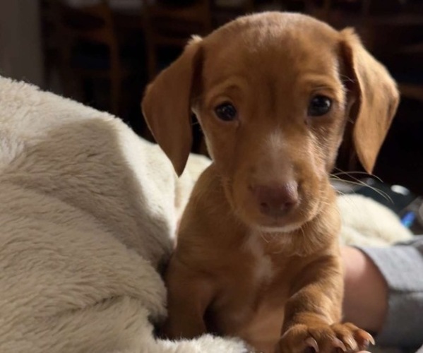 Medium Photo #14  Breeder Profile in COUNCIL GROVE, KS, USA