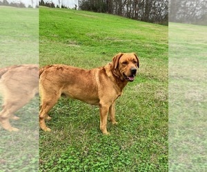 Labrador Retriever Dog Breeder in PINE HILL,  USA