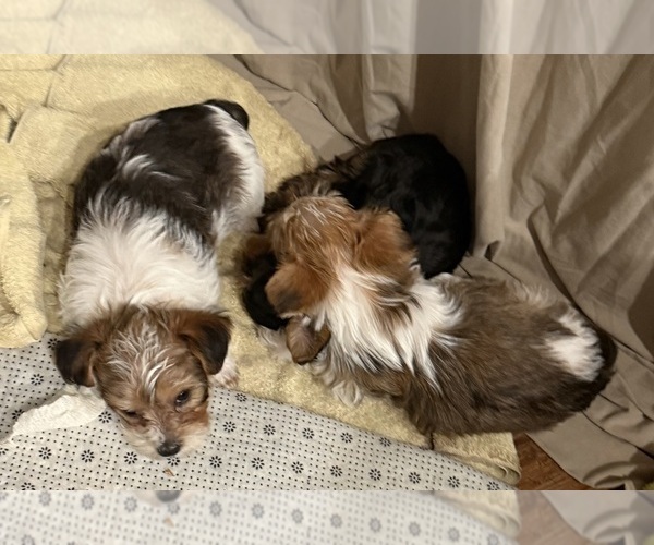 Medium Photo #1  Breeder Profile in BENNINGTON, IN, USA
