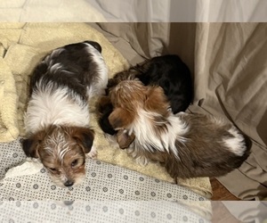 YorkiePoo Dog Breeder near BENNINGTON, IN, USA