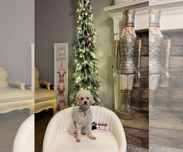 Medium Photo #1  Breeder Profile in CARTERSVILLE, GA, USA