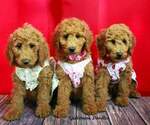Small breeder photo