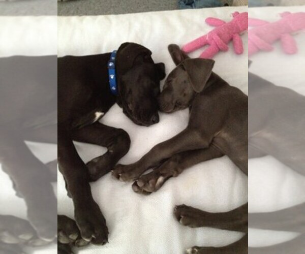 Medium Photo #1  Breeder Profile in BECKLEY, WV, USA