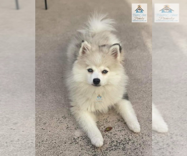 Medium Photo #35  Breeder Profile in BURNS TOWNSHIP, MN, USA