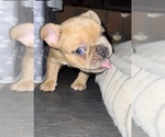 Small #29 Breeder Profile image