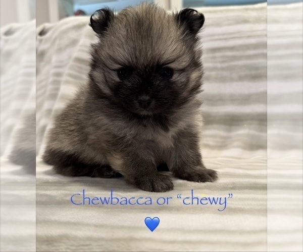 Medium Photo #5  Breeder Profile in TULSA, OK, USA