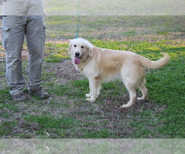 Medium Photo #3  Breeder Profile in MONTEZUMA, GA, USA