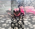 Small #239 Breeder Profile image